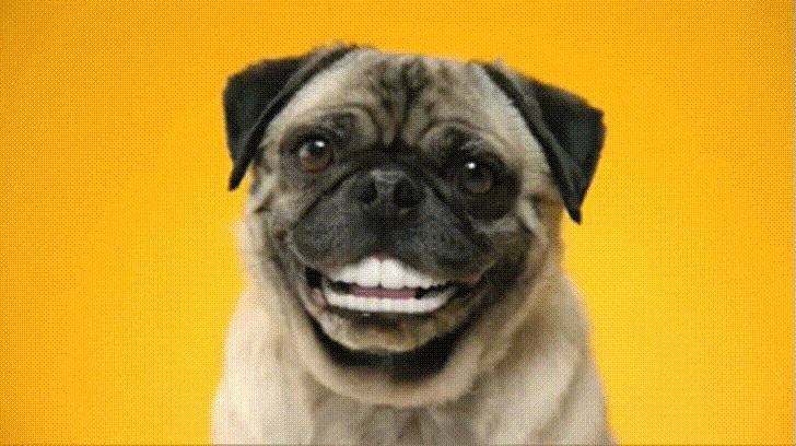 Een lachende mopshond met een mensengebit voor een gele achtergrond.