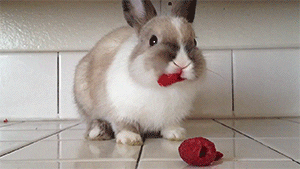Bunny Eating GIF - Find & Share on GIPHY