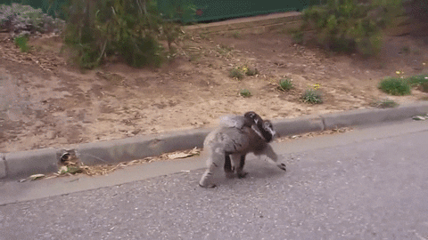 baby walking street koala