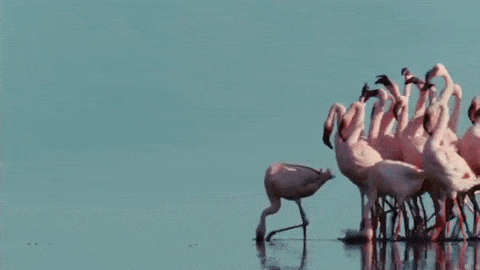 Resultado de imagen para gif flamingo