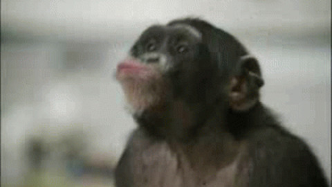 Monkey GIF - Find & Share on GIPHY