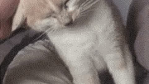 Catto get pets gif