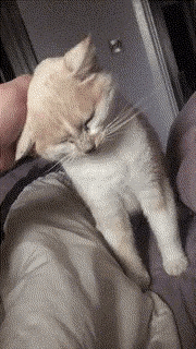 Catto get pets in cat gifs