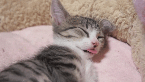 On the Tip of the Tongue: Why Do Cats Blep?