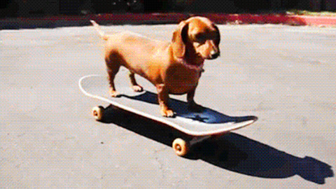 Kibbles GIFs - Find & Share on GIPHY