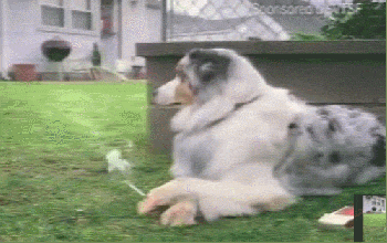 Smoking Dog in the Grass Is This Real Mood