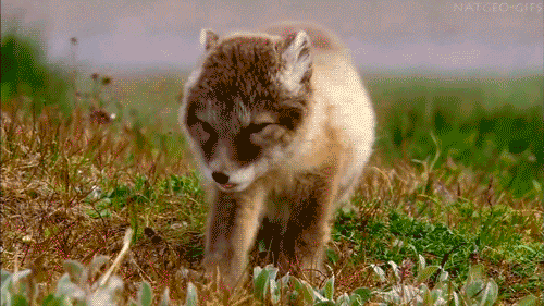 baby fox sounds