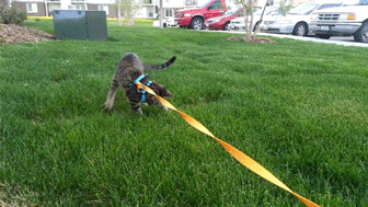 Cat Leash GIF - Find & Share on GIPHY