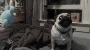 Funny Pug GIFs - Find & Share on GIPHY