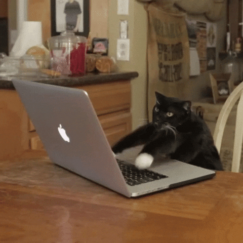 Mačka, ki entuzijastično piše na računalnik.
