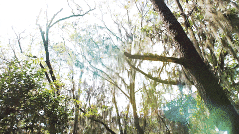 Bridge Campus GIF by University of Florida