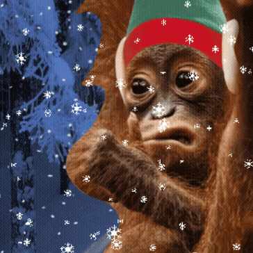 giphy.gif