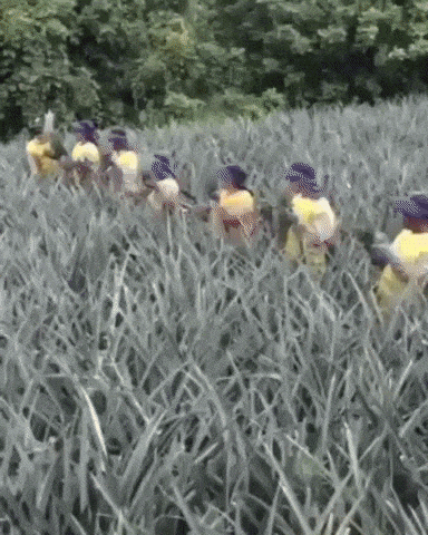 Pineapple farmers working together in satisfying gifs