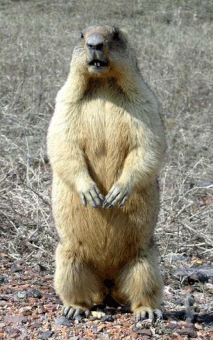 Image result for groundhog gif"