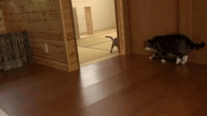 sneaky ninja cat video