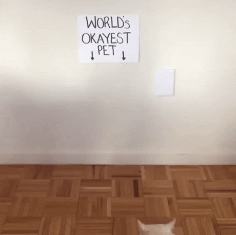 Worlds okayest cat in cat gifs