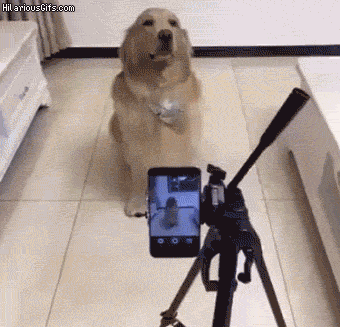 Smile for the camera in dog gifs
