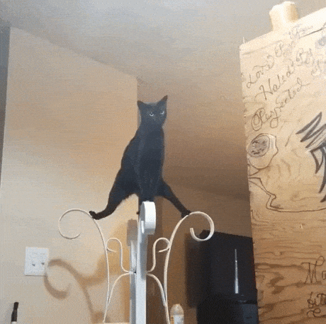 Ultimate power stance in cat gifs