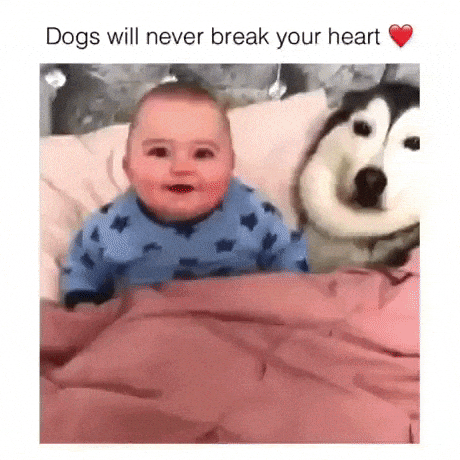 Dog will never break your heart in dog gifs