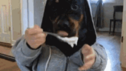 Just a doggo eating food