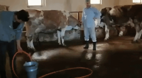 Little cows busted in funny gifs