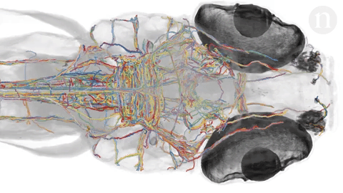 Scientists reconstructed this zebrafish larva’s brain wiring from 16,000 slices.