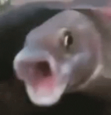 A funny GIF of a Fish shouting