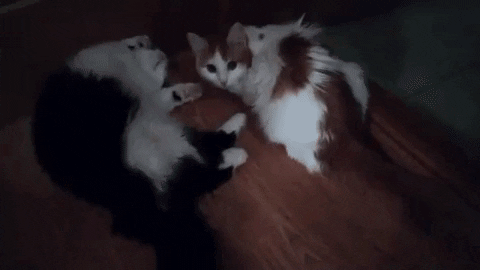 Видео ролик - гифка две кошки с эффектом супер зум.