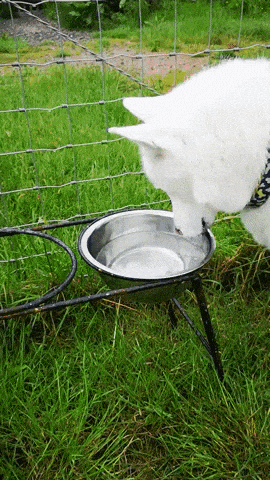 How to drink water in animals gifs