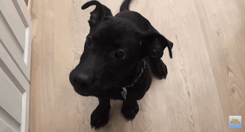 Youtube Puppy GIF - Find & Share on GIPHY