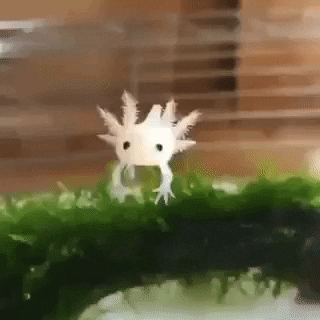 What kind of pokemon is this in wow gifs