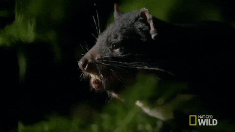 Tasmanian Devil GIFs - Find & Share on GIPHY
