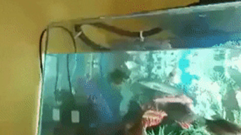 Nice aquarium