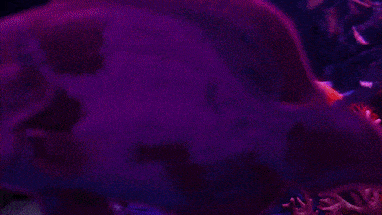 an underwater animated background
