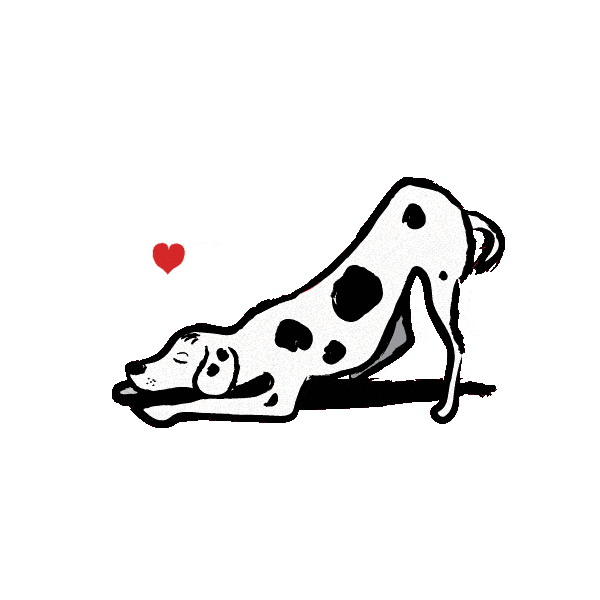 a Dalmatian dog wagging its tail 