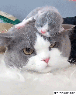 Baby and mama catto in cat gifs