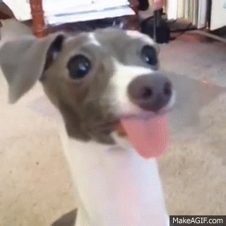 Italian Greyhound GIFs - Find & Share on GIPHY
