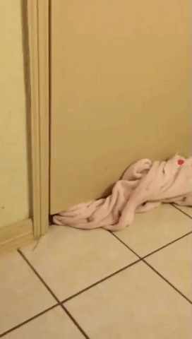 https://media.giphy.com/media/lUCAnNf45cKvm/giphy.gif
