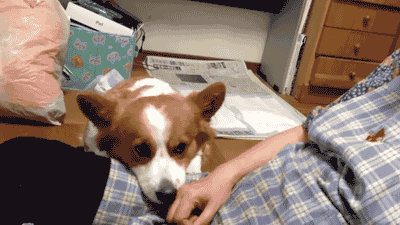Dog begging for attention gif