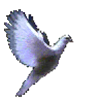 Image result for dove flying gif