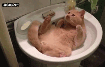 cat in sink 