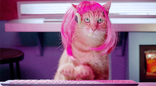 Cat in a pink wig typing at a computer