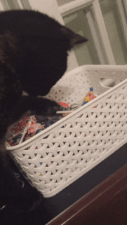 Gif of cat trying to steal lollipops from a basket