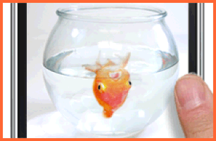 Goldfish GIF - Find & Share on GIPHY
