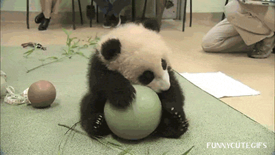 cute animal panda
