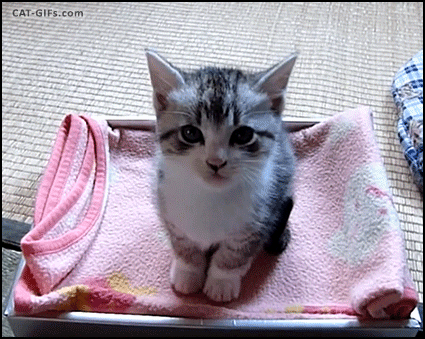 https://media.giphy.com/media/lcnuj8qxhW3hS/giphy.gif