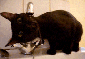 cat water from drinks sink