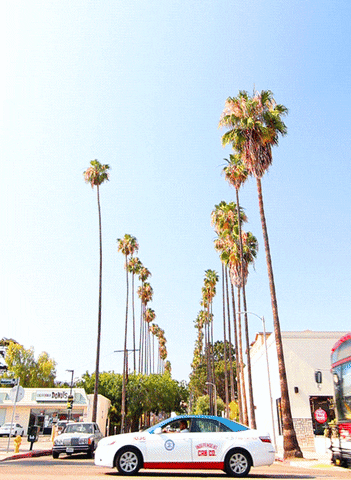 angeles los gif california palm trees tomorrow transform gifs giphy tumblr everything
