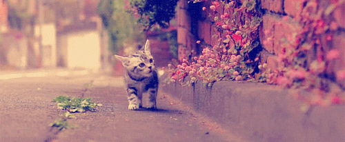flower cat cute