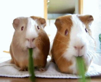 Guinea Pig Eating GIF by Cheezburger - Find & Share on GIPHY